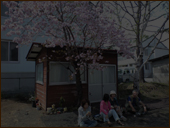 庭の桜とお客様